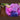 Reithose Equitights Diva Violet Full Grip