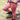 Reithose Equitights Diva Mauvewood Full Grip
